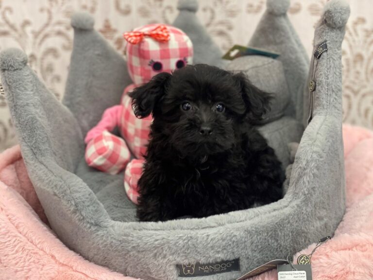 Reuben - Yorkipoo