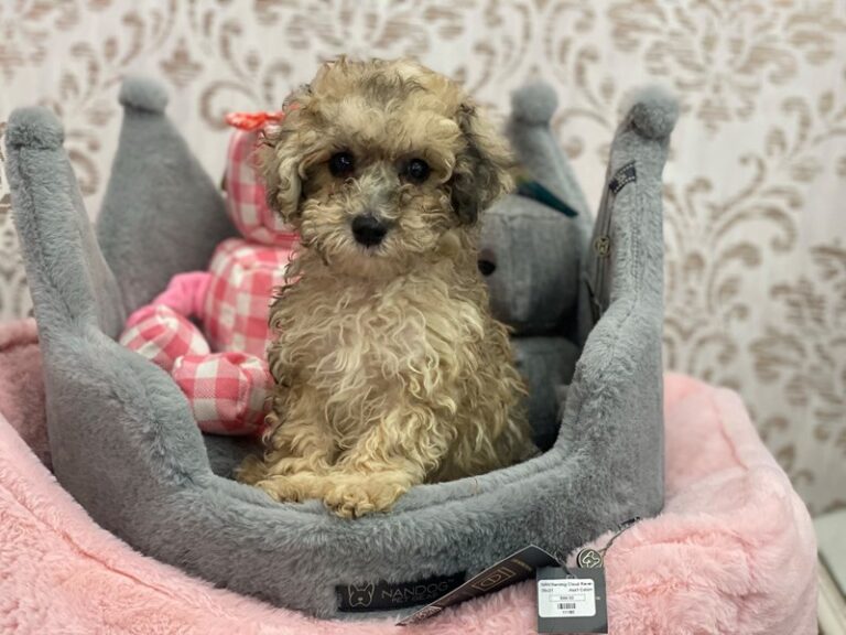 Ash - Poodle Mini