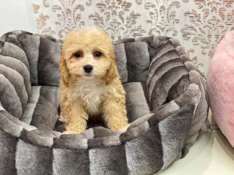 Rocco - Cavapoo