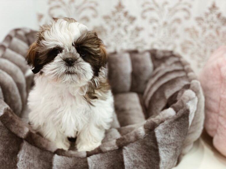 Dot - Shih Tzu