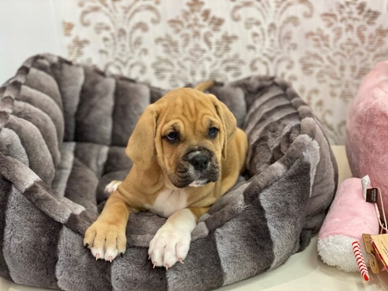Roxie - Bulldog/English Mastiff