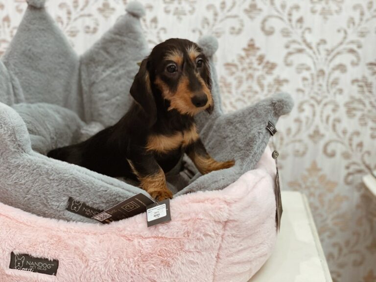 Ralphie - Dachshund