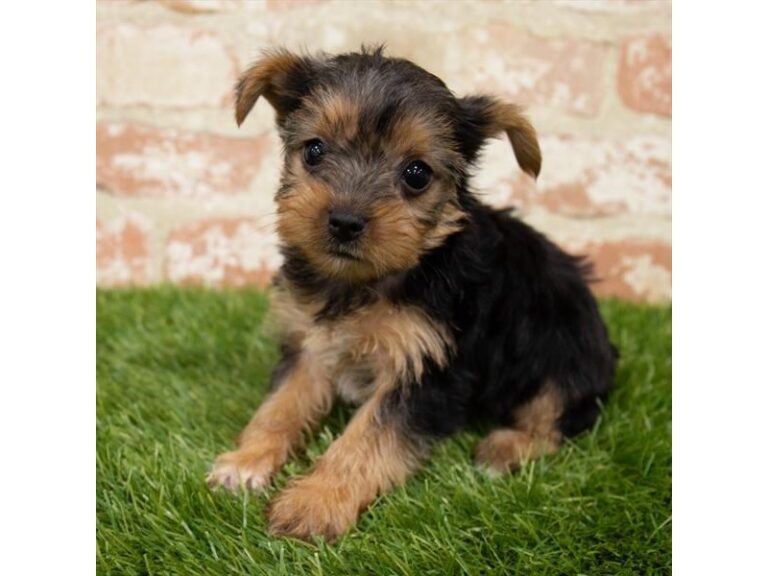 Minnie - Yorkshire Terrier