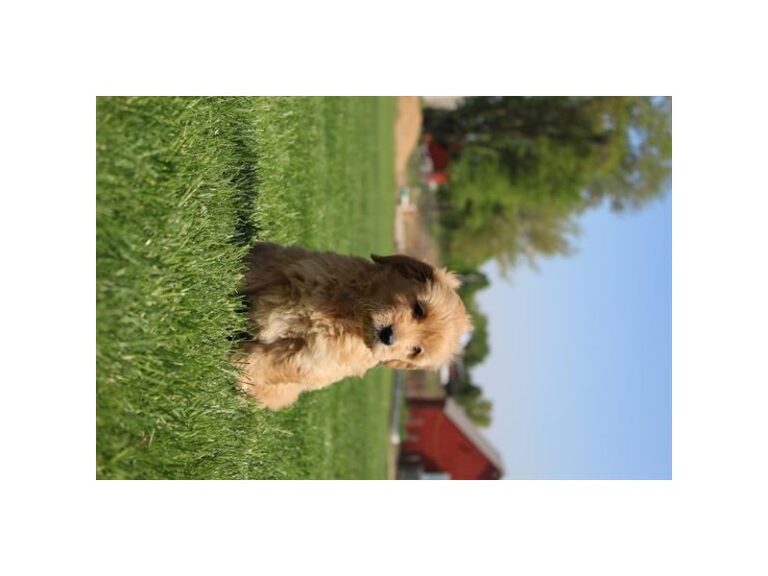 Cleo - Goldendoodle Mini