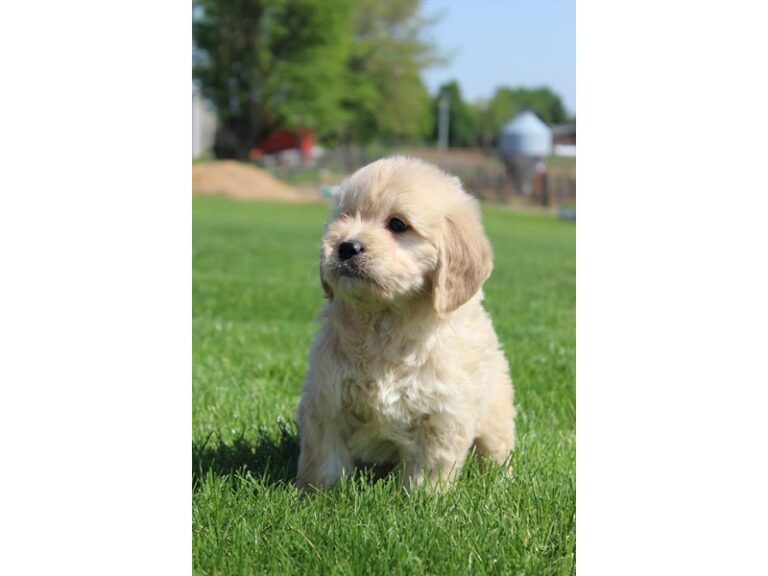 Barkley - Goldendoodle Mini