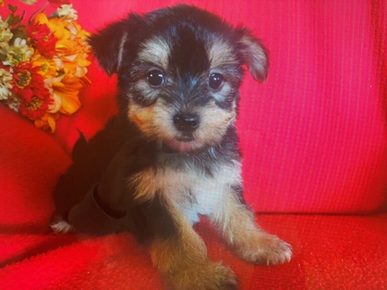 Piper - Morkie