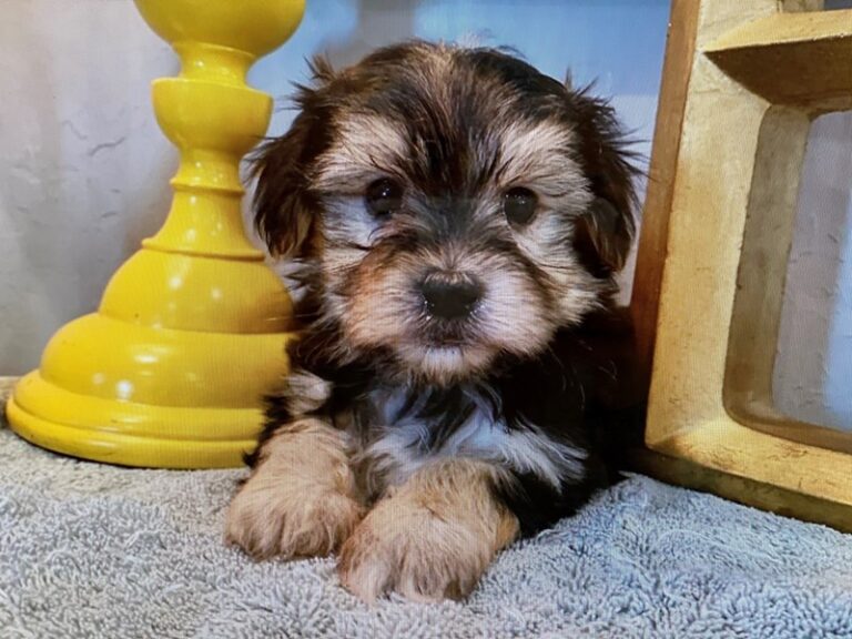 Tyson - Morkie