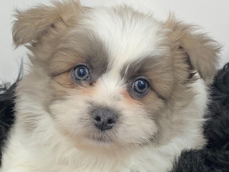 Gizmo - Shih Tzu/American Eskimo