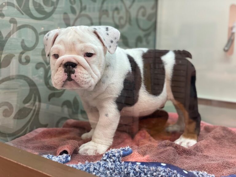 Axel - English Bulldog