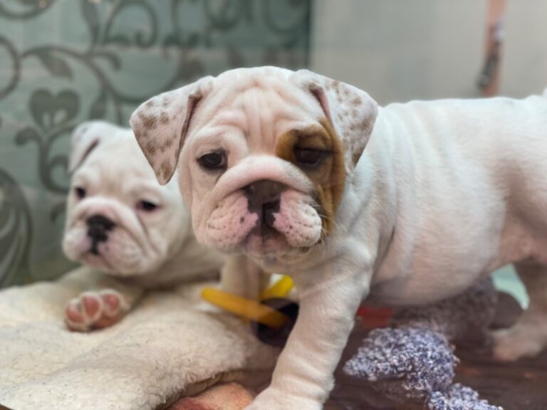 Lila - English Bulldog
