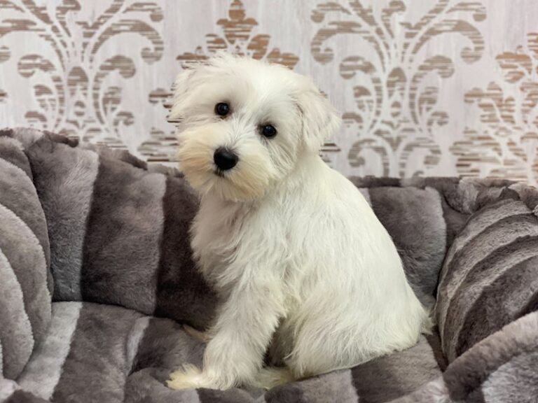 Pixie - Miniature Schnauzer
