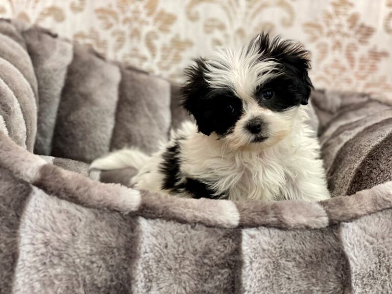 Wally - Teddy Bear