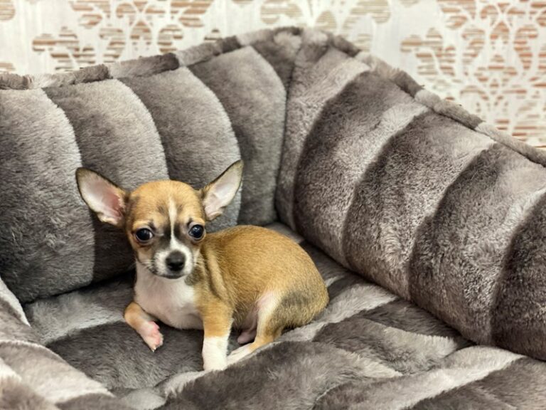 Thurston - Chihuahua