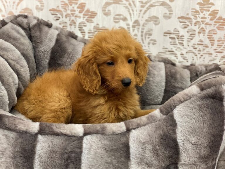 Dusty - Goldendoodle Mini 2nd Gen