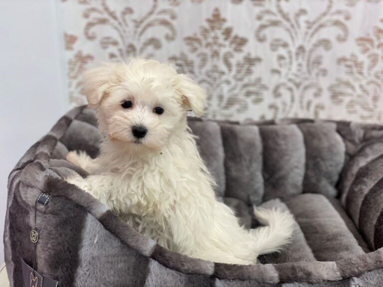 Sparky - Maltese