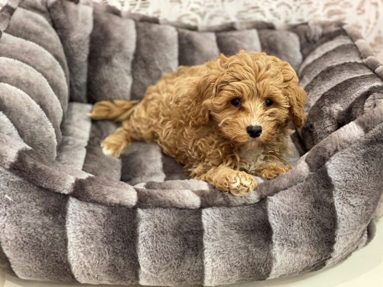 Bowser - Maltipoo