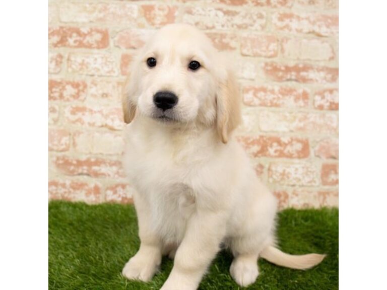 Thor - Golden Retriever