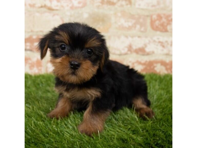 Mabel - Yorkshire Terrier