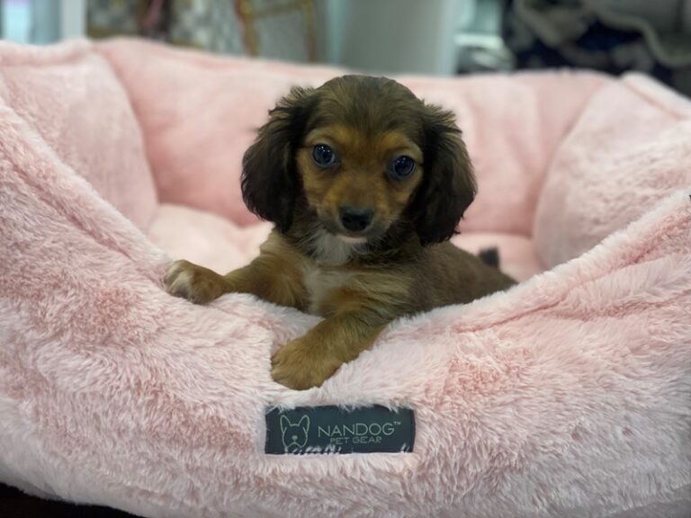Squirt - Chiweenie
