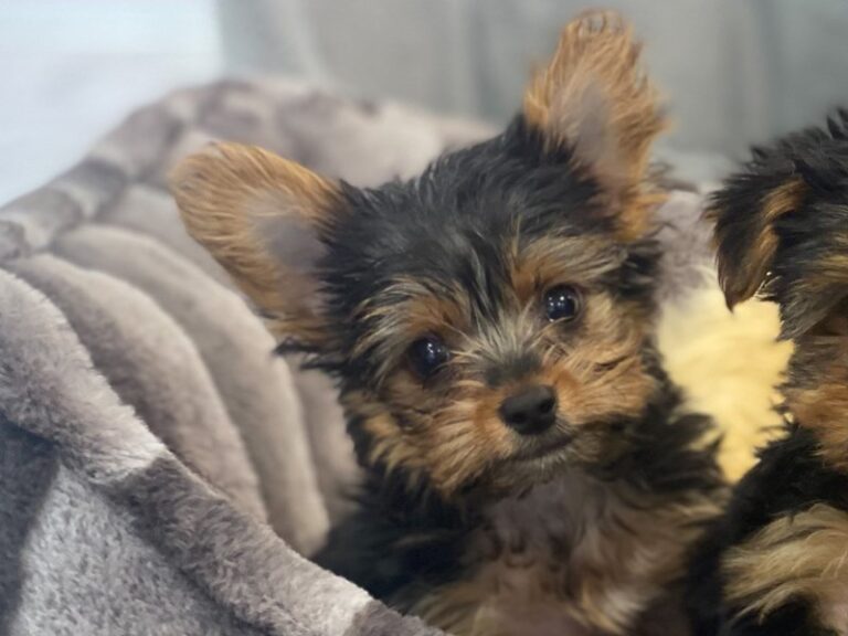 Blaze - Yorkshire Terrier