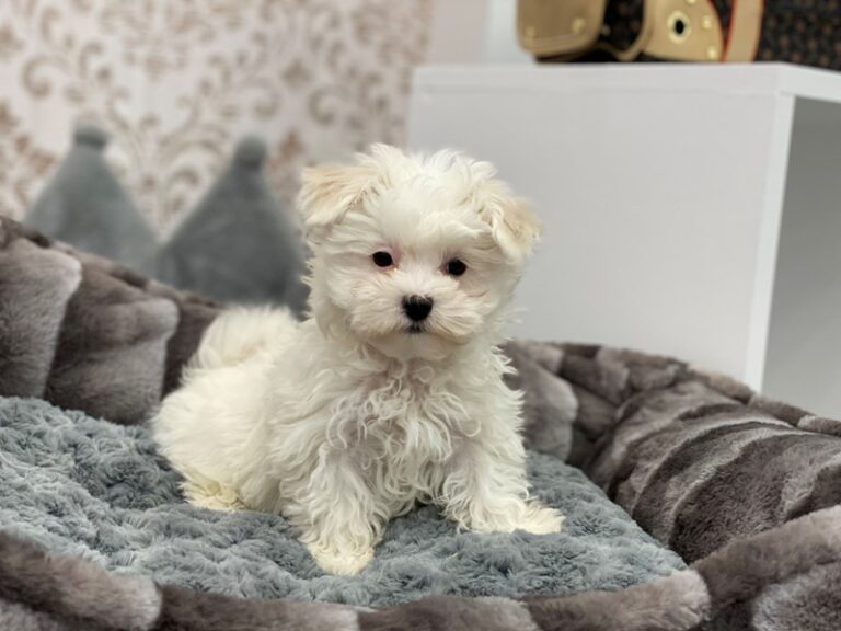 Portia - Maltese