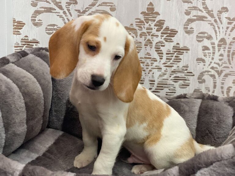 Robbie - Beagle