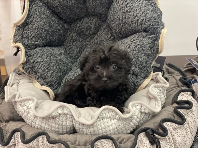 Beau - Yorkipoo