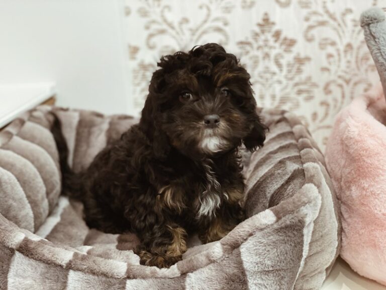 Scamp - Shipoo