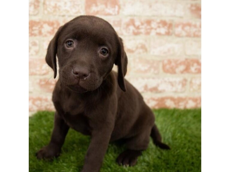 Olive - Labrador Retriever