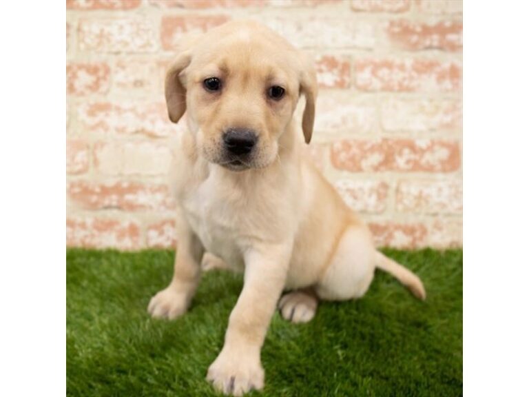 Libby - Labrador Retriever
