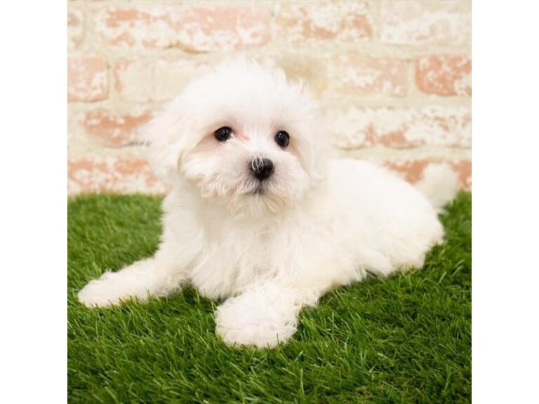 Finn - Maltese
