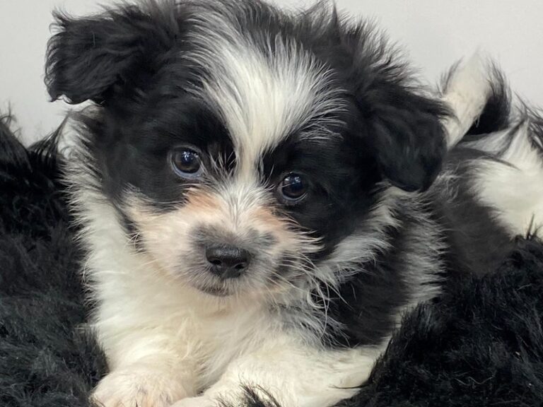 Baxter - Shih Tzu/American Eskimo