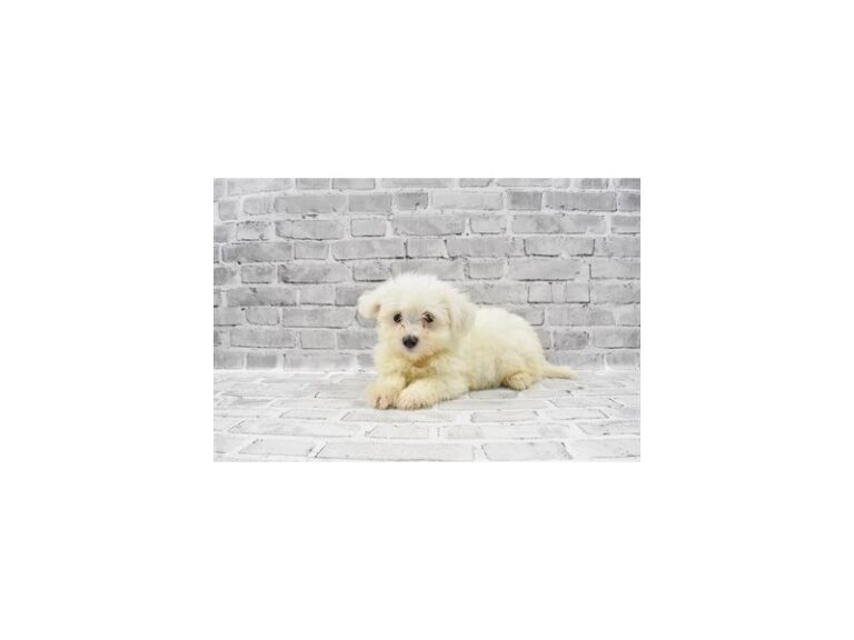 Havanese - Havanese