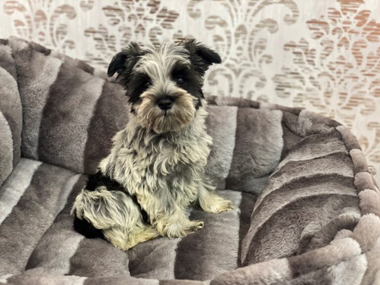Holly - Miniature Schnauzer