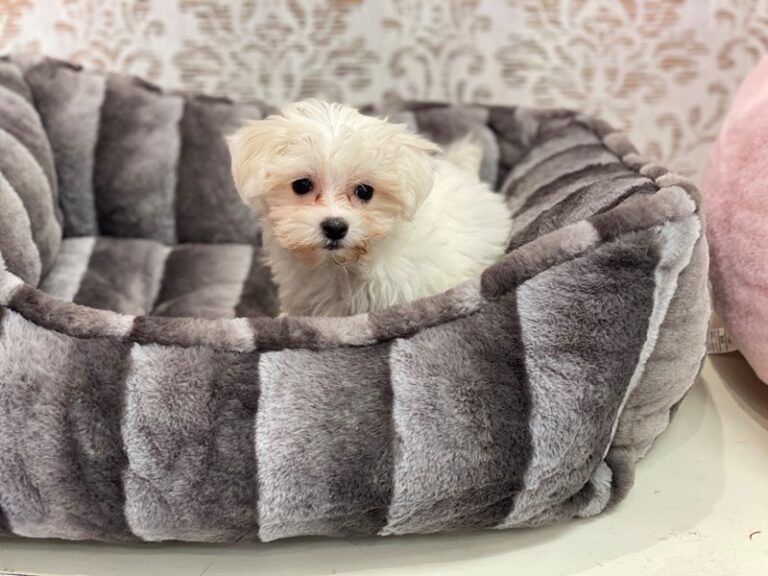 Bea - Maltese