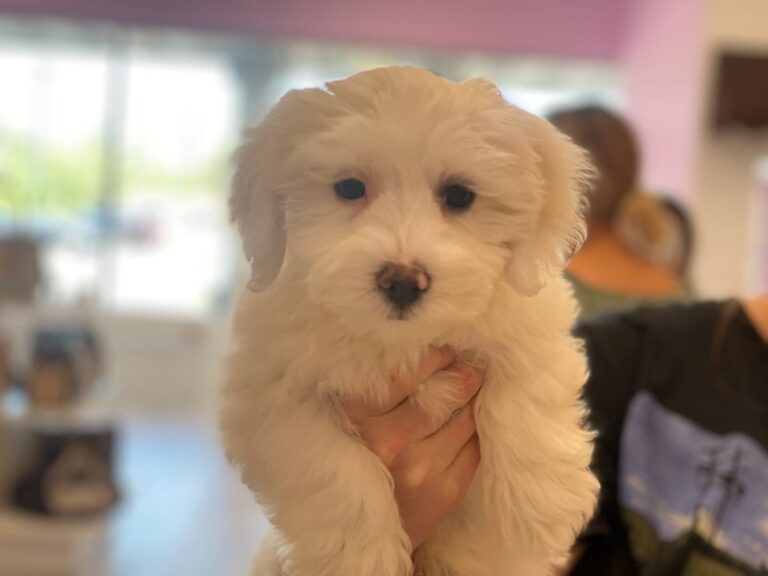 Cosmo - Coton De Tulear