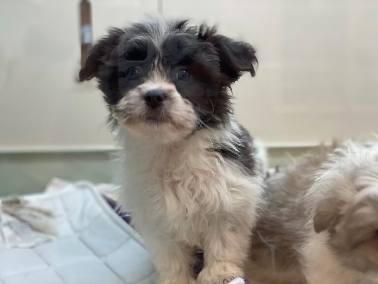 Star - Shih Tzu/American Eskimo