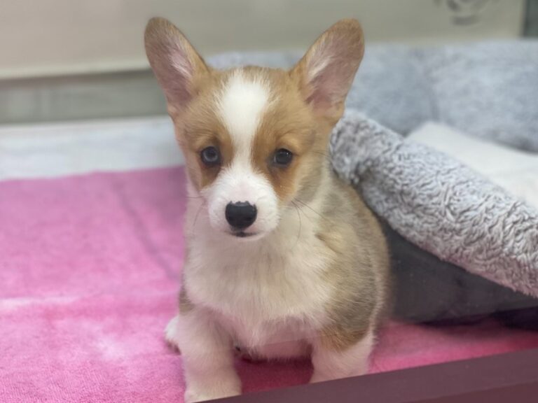 Hank - Pembroke Welsh Corgi