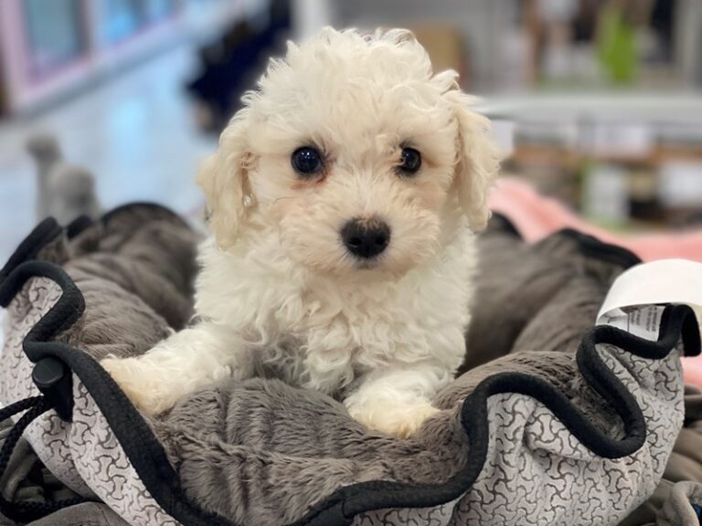 Mac - Bichapoo
