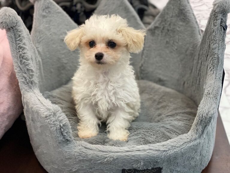 JoJo - Bichapoo