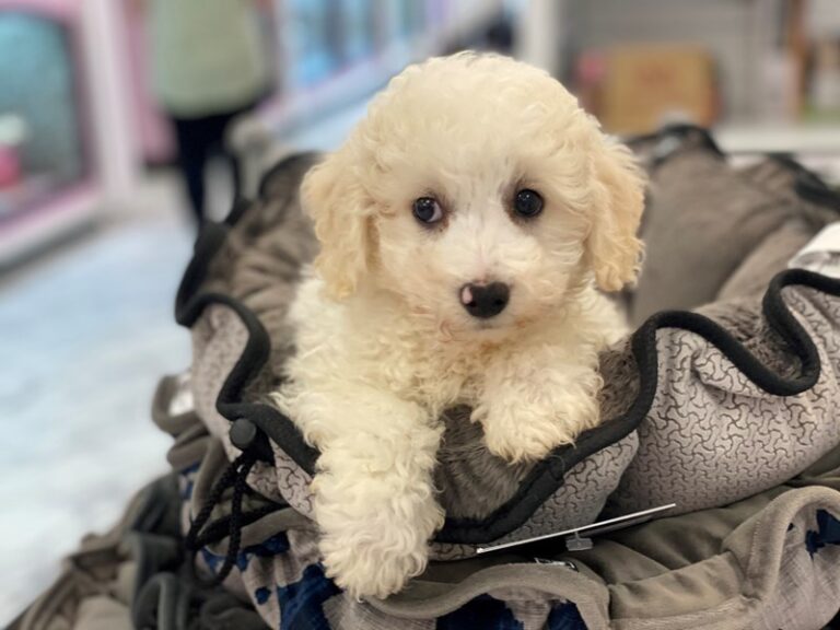 Lyle - Bichapoo