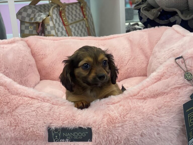 Miranda - Chiweenie