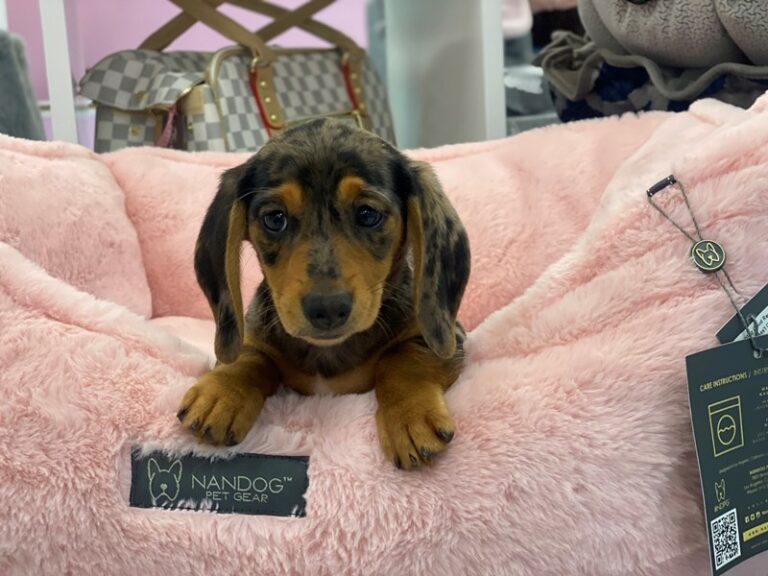 Harley - Dachshund