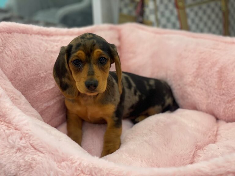 Quinn - Dachshund