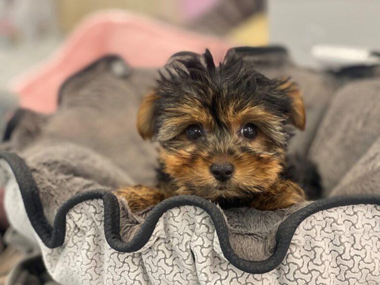 Ryker - Yorkshire Terrier