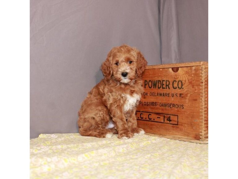 Carmen - Goldendoodle Mini 2nd Gen
