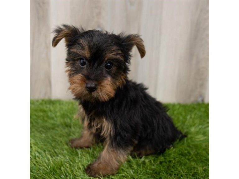 Petey - Yorkshire Terrier