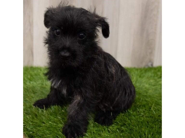 Cairn Terrier - Cairn Terrier