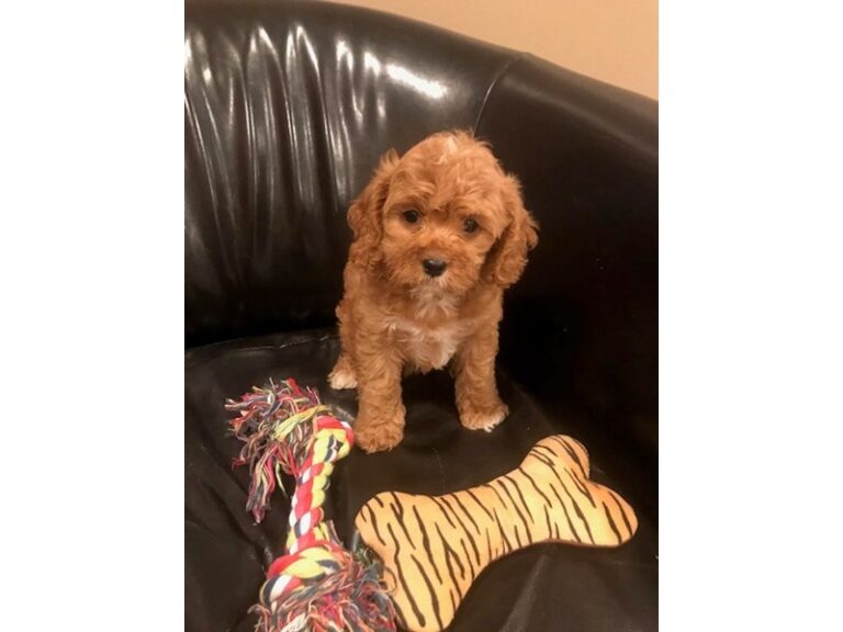 Brittney - Cavapoo