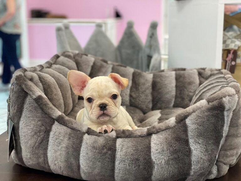 Buster - French Bulldog
